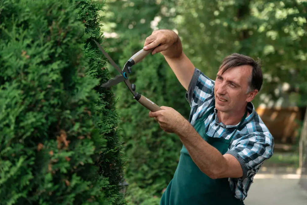 A man in an apron trimming a hedge with gardening shears.